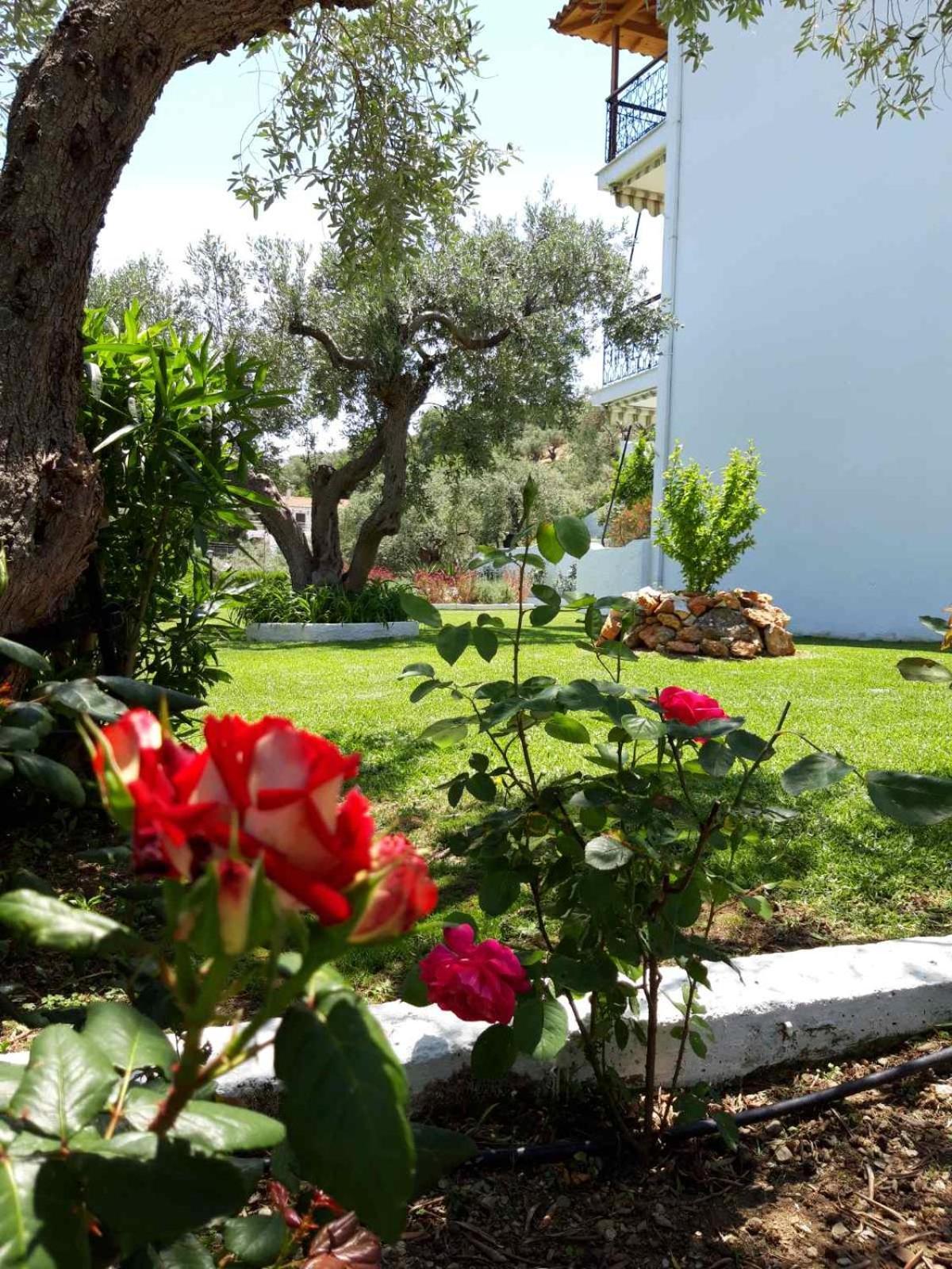 Olive Grove Studios Megáli Ámosz Kültér fotó